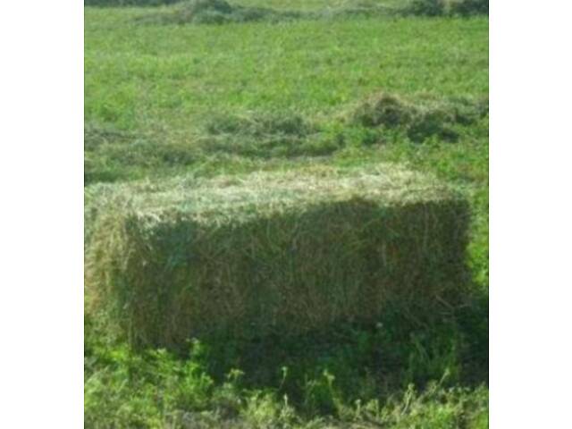 Сено, солома. Люцерна. Разнотравье. Луговое. - Фото 4