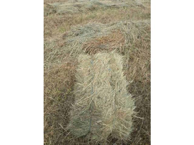 Сено, солома. Люцерна. Разнотравье. Луговое. - Фото 9