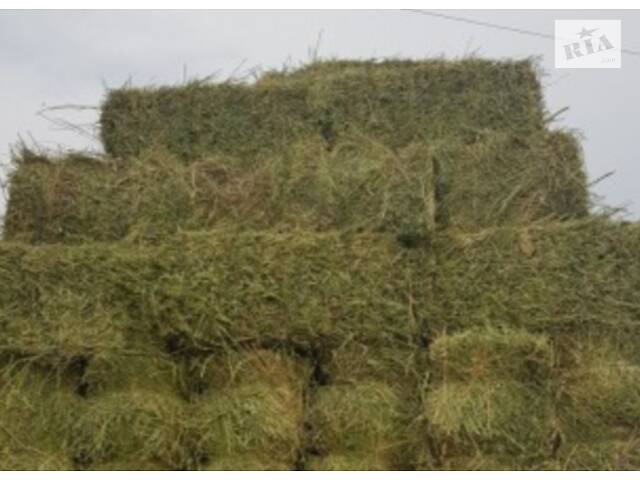 Сено, солома. Люцерна. Разнотравье. Луговое. - Фото 10