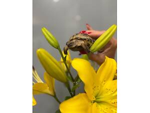 Середньоазійська черепашка