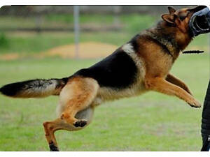 Курс підготовки собаки з захисту!