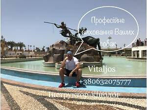 #Курс дресирування собак ОКД за 6-ма методами з виїздом до Вас!