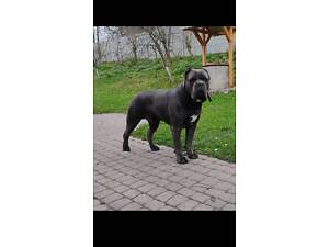 В'язка Сірий Кобель Кане Корсо