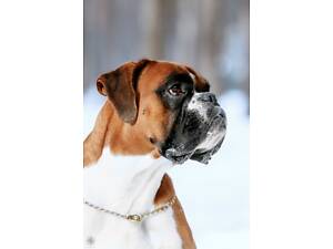 Немецкий боксер