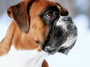 Німецький боксер в'язка