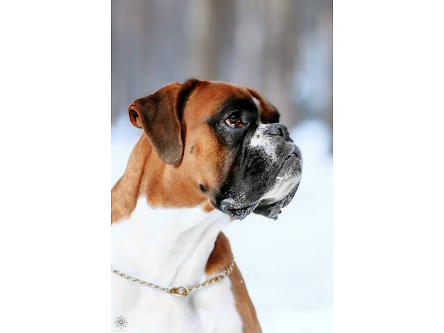 Німецький боксер в'язка - Фото 1