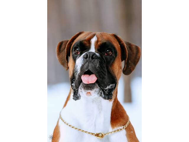 Німецький боксер в'язка - Фото 2