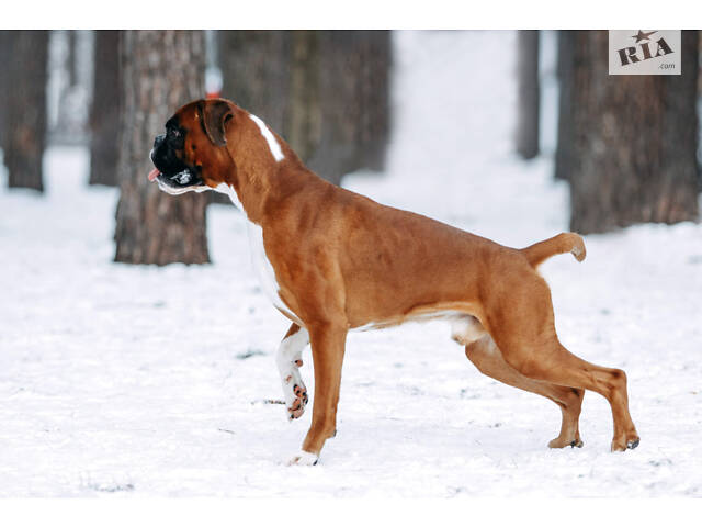 Німецький боксер в'язка - Фото 3