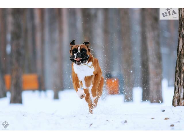 Німецький боксер в'язка - Фото 4