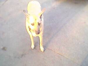 Вигулюю собак та свинок.