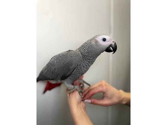 Серый попугай Жако, домашний говорящий Жако - Фото 1
