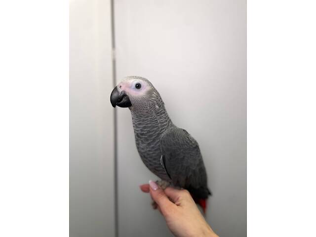 Серый попугай Жако, домашний говорящий Жако - Фото 2