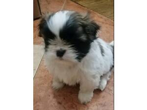 Ши-тцу дівчинка