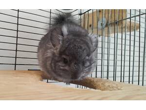 Шиншила хл ангора у резерв