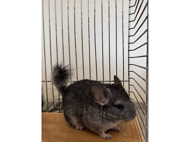 Шиншила-хлопчик - Фото 2