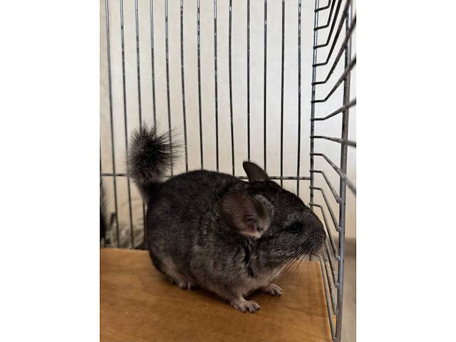 Шиншила-хлопчик - Фото 3