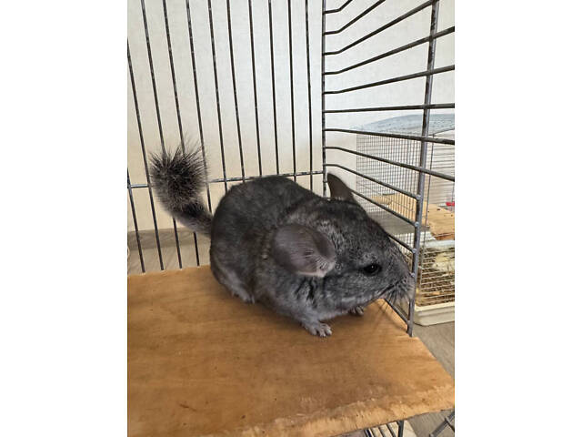 Шиншила-хлопчик - Фото 4