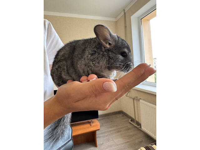 Шиншила-хлопчик - Фото 1