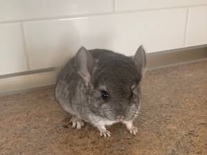 Шиншилла самец носитель ангоры и фиолета.
