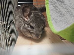 Шиншилла полный комплект для жизни таарыни