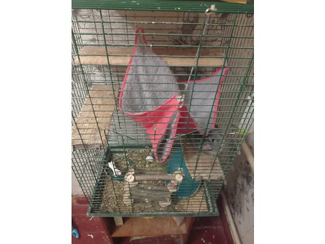 Шиншила с клеткой - Фото 2