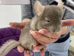 Шиншили гризуни