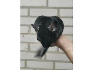 Шиншилла 0667151106