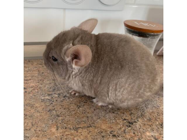 Шиншила коричневий оксамит дівчинка - Фото 5