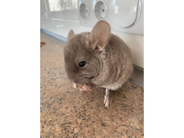 Шиншила коричневий оксамит дівчинка - Фото 6