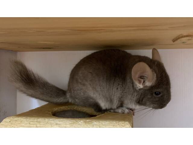 Шиншила коричневий оксамит дівчинка - Фото 4