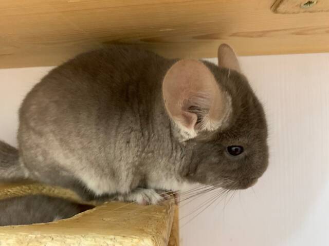 Шиншила коричневий оксамит дівчинка - Фото 1