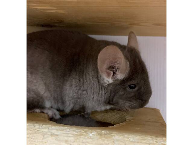 Шиншила коричневий оксамит дівчинка - Фото 2