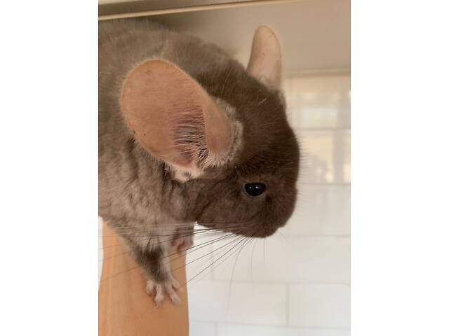 Шиншила коричневий оксамит дівчинка - Фото 3