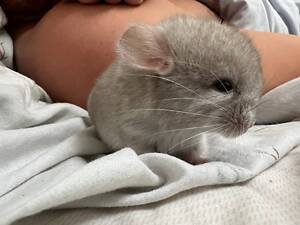 Шиншилла мальчик гетеробеж