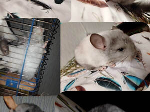 Шиншилла мальчик грызун