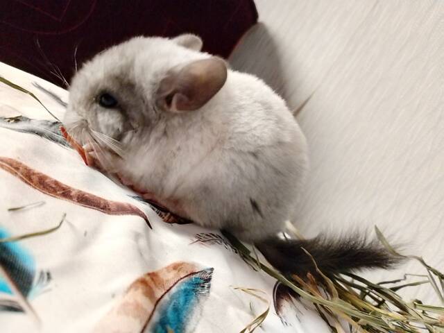Шиншилла мальчик грызун - Фото 2