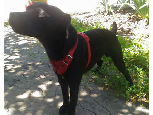 Шлейка для небольших пород собак 'Lockdog' красная