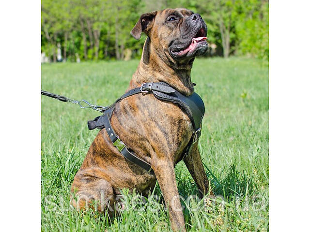 Шлейка из натуральной кожи для собак 'Lockdog' размеры M L XL - Фото 1