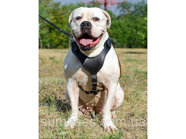 Шлейка из натуральной кожи для собак 'Lockdog' размеры M L XL - Фото 2