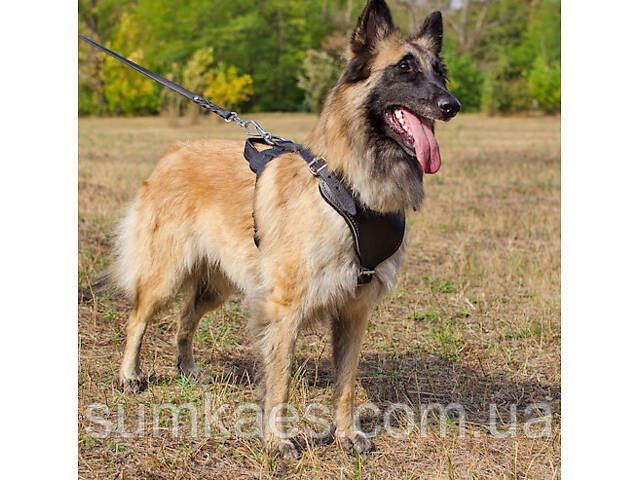 Шлейка из натуральной кожи для собак 'Lockdog' размеры M L XL - Фото 3