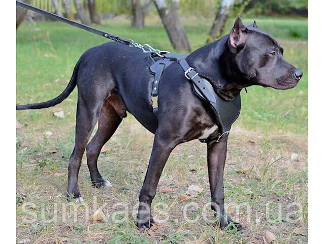 Шлейка из натуральной кожи для собак 'Lockdog' размеры M L XL - Фото 5