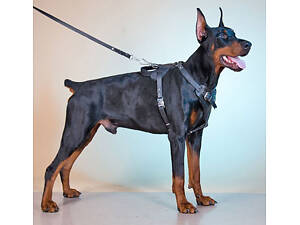 Шлейка из натуральной кожи для рабочих собак 'Lockdog' L XL