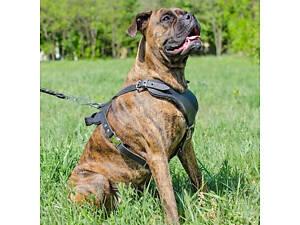 Шлейка из натуральной кожи для собак 'Lockdog' размеры M L XL