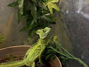 Шоломоносний василіск – зелена ящірка.