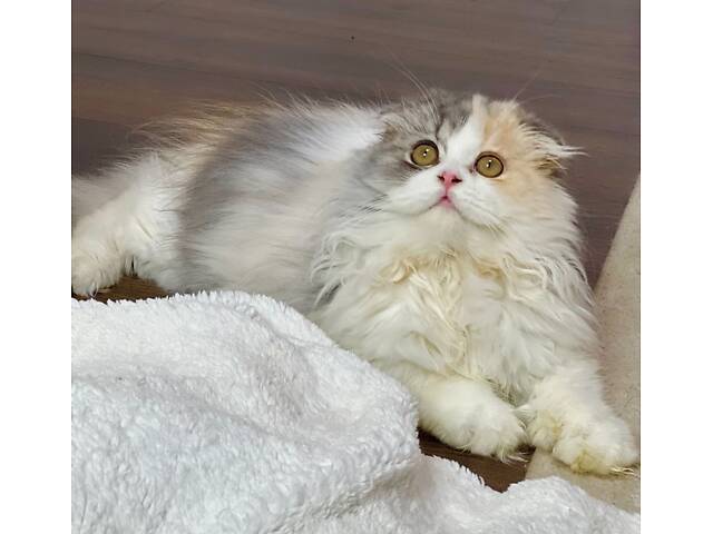 Шотландська висловуха - Фото 3