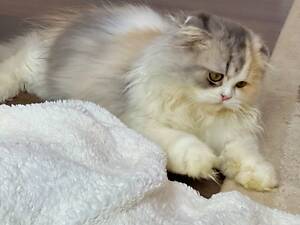 Шотландська висловуха