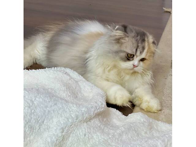 Шотландська висловуха - Фото 1