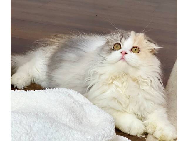 Шотландська висловуха - Фото 4