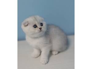 Шотландська висловуха.