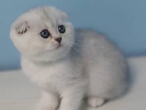 Шотландська висловуха.